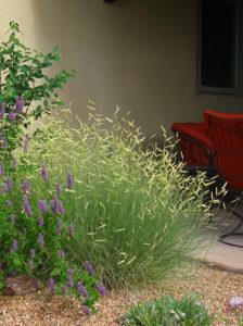 New Plants for Spring Image